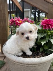 Cute Maltese Puppy-Prince