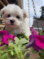 Cute Maltese Puppy-King