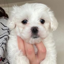 Lovely maltese puppies for adoption.