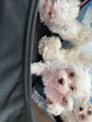 maltese pups for rehoming