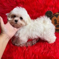 AKC Maltese puppies for lovely homes