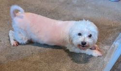 10 year old Maltese for rehoming fee of 100. Needs to be only dog