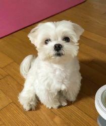 Quality Maltese Puppies for sale