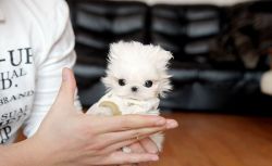 AKC Micro Teacup Maltese puppies for sale