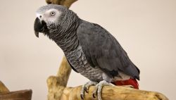[African Grey Parrots For Sale]-www.v-b-h.us-
