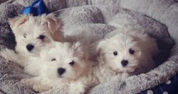 Lovely AKC Maltese Puppies