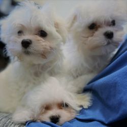 Adorable Puppies For Sale!