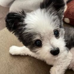 Playful Maltese puppies available