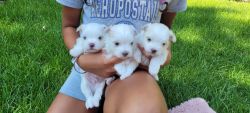 Pure breed Maltese puppy. chicago illinois