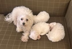 8 weeks old Maltese puppies