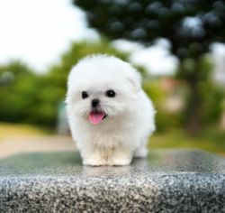 CUTE MALTESE BABIES. A friend for your child.