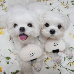 Fur Maltese puppies available for sale