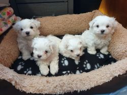 Maltese puppies available and ready to go.