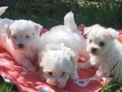 Nice looking and healthy Maltese puppies