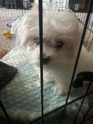 3 months old Maltese puppy male