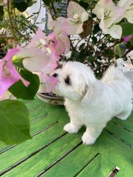 Maltese puppies (2 Males and 2 Females)
