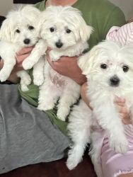 Maltese puppies 14 weeks. Ready for homes.