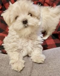 8 wk Baby doll Maltese puppies/ Potty trained