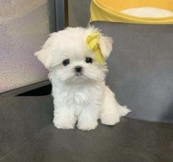 Charming Maltese Puppies For sale.