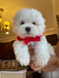 Maltese puppy boy ckc