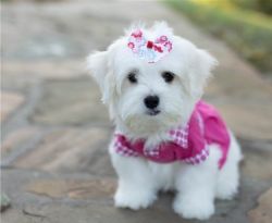 Full AKC Maltese Puppies for sale