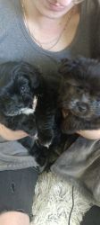 Puppies Maltese and Pomeranian
