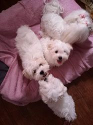 Beautiful M/F Maltese Puppies avail for new home!