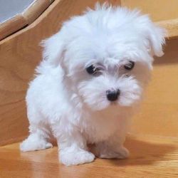Lovely Teacup Maltese Puppies Ready