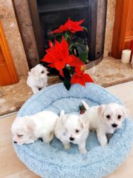Playful Maltese Puppies For Sale
