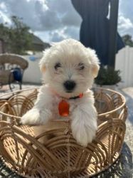 Male and female Maltese puppies available.