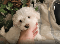 Puppy Maltese male