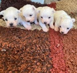 Male & Female Maltese Puppies 6 wks old