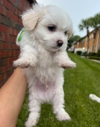 Maltese dogs available