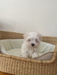 Adorable Maltese puppy, 8-weeks old