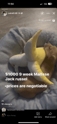 9 week Maltese Jack Russell