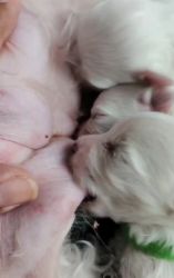 Maltese puppy for rehoming sale