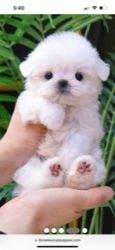 Korean Maltese Puppy For Sale