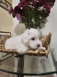Maltese Poodles Puppies Available!! - $850