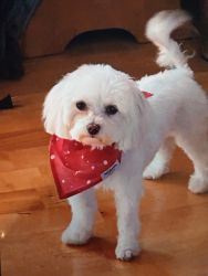One year old Teacup Maltese