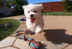 White Maltese Puppies Available