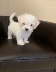 Small Maltese Puppies For Sale