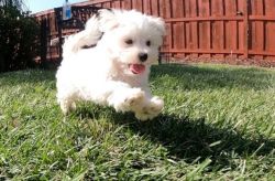 Glorious Maltese Puppies for sale