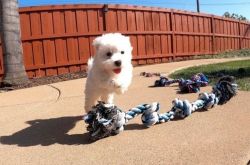Maltese Pupppies for sale