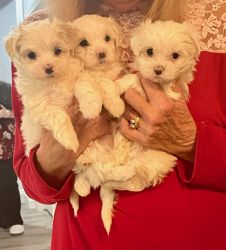 4 Maltese Puppies