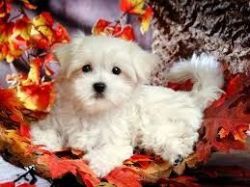 Wall. Socialized maltese puppies