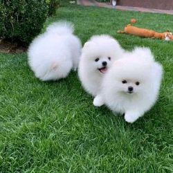 Adorable Maltese puppies for sals