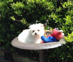 Courageous Maltese puppies for sale