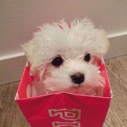 Cute and loving tea cup Maltese puppies for sale