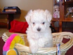 Adorable tea cup Maltese puppies for sale