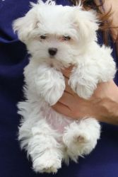 Extremely Healthy Maltese puppies
